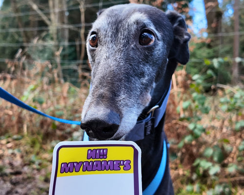'Hello My Name Is' Sticker